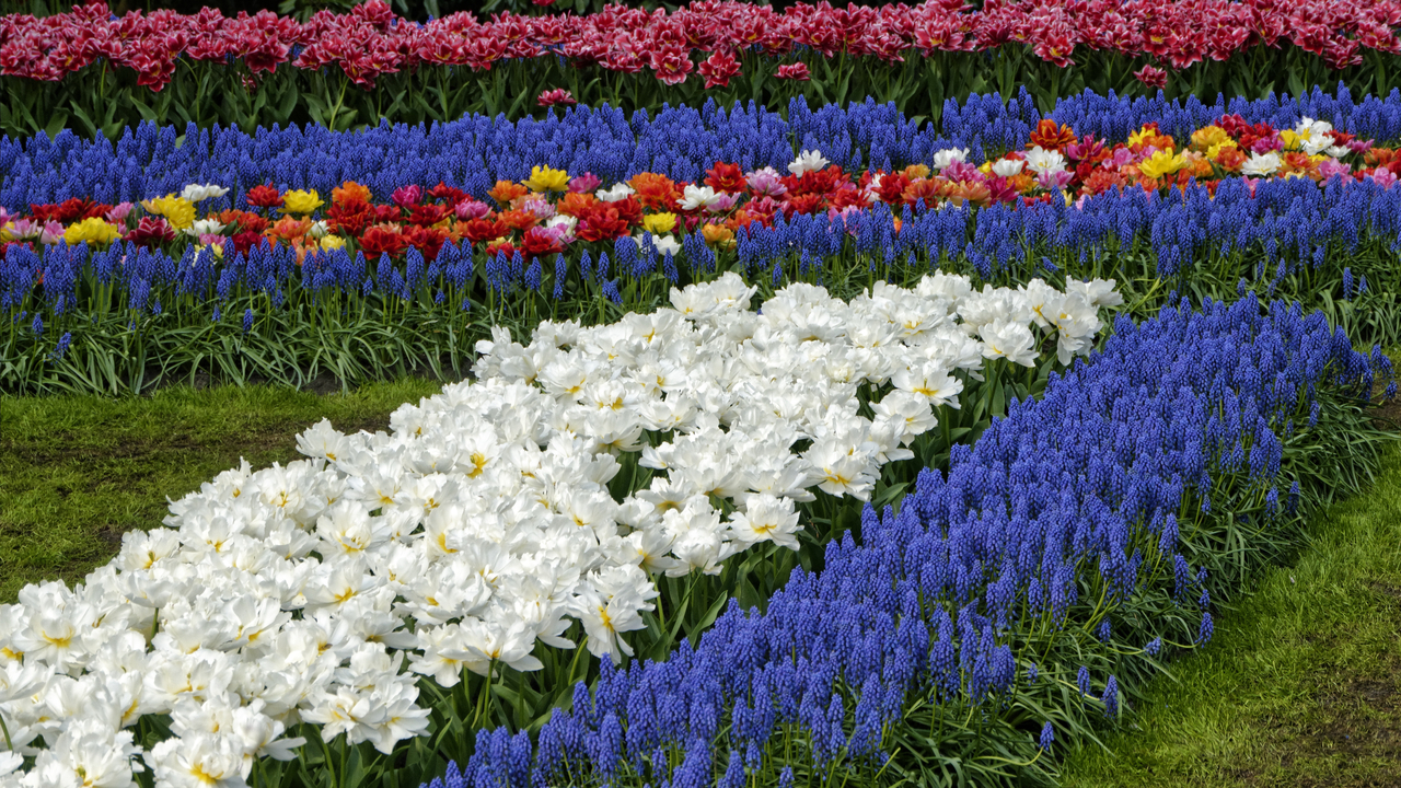 20140423 100723 Keukenhof Gardens, Lisse, South Holland, Netherlands